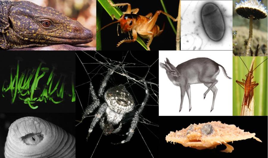 Just in: Top 10 new species of 2011